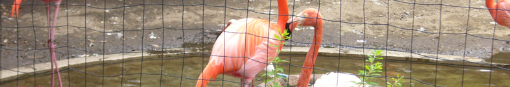 非常食の情報あります！！